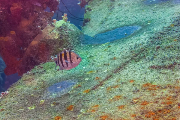 Sargento Mor Selvagem Abudefduf Saxatilis Nadando Sobre Coral Foto Alta — Fotografia de Stock