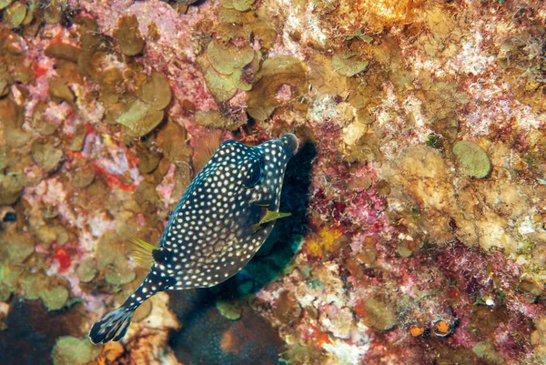Smooth Trunkfish Feeding Sand Tropical Island Bonaire Caribbean Netherlands High — Stock Photo, Image