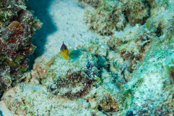 Longfin Damselfish Stegastes Diencaeus Fiatalkorú Bonaire Holland Antillák Kiváló Minőségű — Stock Fotó