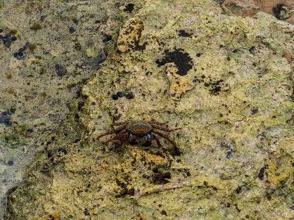 Percnon Gibbesi Urchin Crab Nimble Spray Crab Bonaire High Quality — Stock Photo, Image