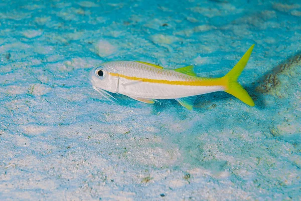 Жовтофінальна Козяча Риба Mulloidichthys Vanicolensis Плаває Тропічному Морі Вибірковий Фокус — стокове фото