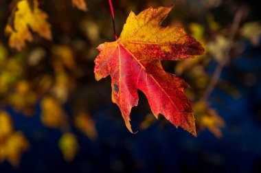Sarı akçaağaç yaprakları doğal ortamda. Yüksek kalite fotoğraf