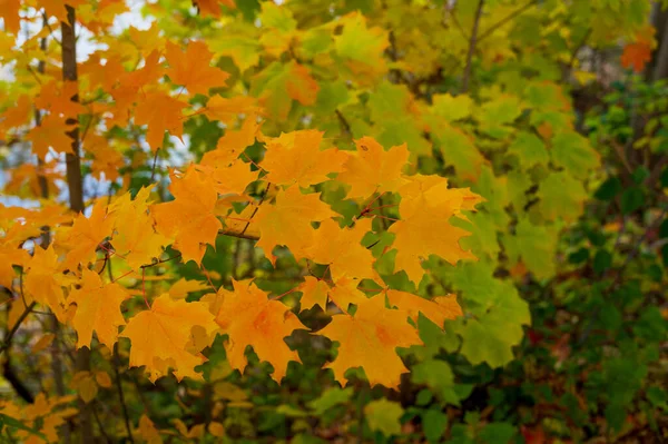 天然の背景に単離された自然環境で黄色の砂糖カエデの葉 高品質の写真 — ストック写真