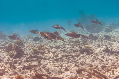 Doğal ortamda çok sayıda denizaltı Firavun Mürekkep Balığı Sepya firavunları. Yüksek kalite fotoğraf