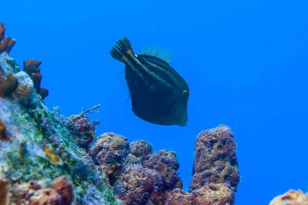 Filefish Rabanete Filefish Vassoura Jaqueta Couro Rabanete Aluterus Scriptus Bonaire — Fotografia de Stock