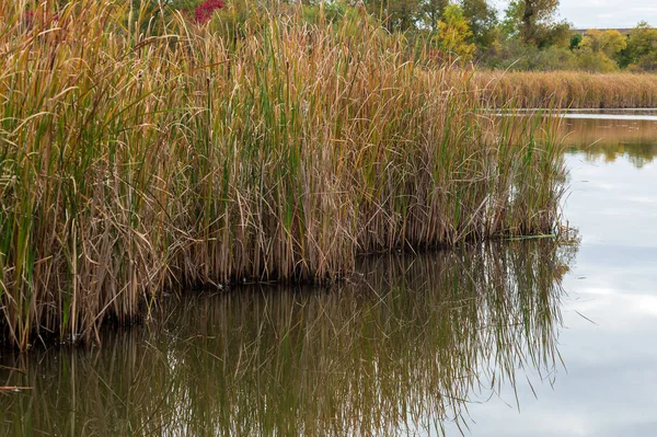 秋の間に行進ハーブの茂み 高品質の写真 — ストック写真