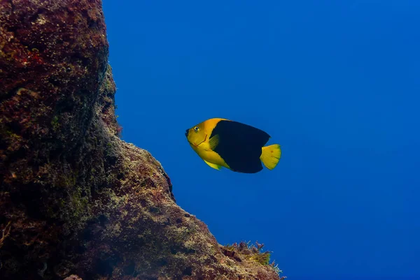 Belleza Roca Holacanthus Tricolor Angelfish Coral Reef Bonaire Island Caribbean —  Fotos de Stock