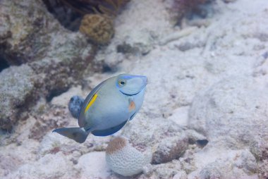 Ocean Surgeonfish Acanthurus bahianus ve sarı temizleyici wrasse. Yüksek kalite fotoğraf