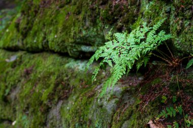 Cystopteris fragilis, Brittle Mesane Fern, yosunlu duvarda büyüyen yosunlu arka plan fotokopi alanı. Yüksek kalite fotoğraf