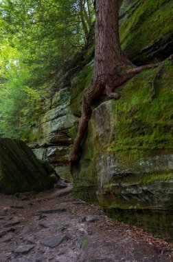 Korunmasız ağaç kökleri, Cuyahoga Vadisi Ulusal Parkı 'ndaki Ledges Patikası' ndaki yürüyüş yolunda dikey duvarda büyüyor. Yüksek kalite fotoğraf