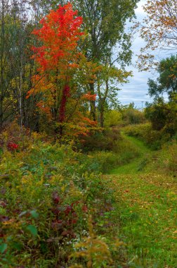 Sonbahar renk sezonu boyunca Michigan ormanlarında dolambaçlı yürüyüş yolu. Yüksek kalite fotoğraf