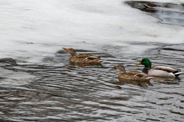 Multiple wild Mallard Ducks Anas platyrhynchos swimming in a frozen river searching for food. High quality photo