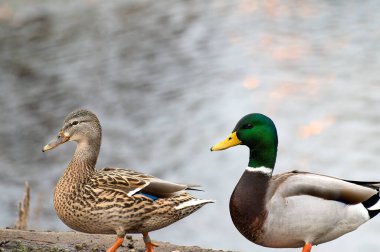 Pair of wild Mallard Ducks Anas platyrhynchos walking together on the shoreline. High quality photo