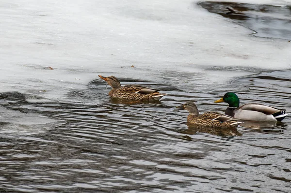 Multiple Wild Mallard Ducks Anas Platyrhynchos Swimming Frozen River Searching — 스톡 사진