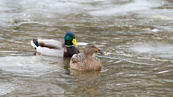 Pair Wild Mallard Ducks Anas Platyrhynchos Swimming Frozen River High — 스톡 사진