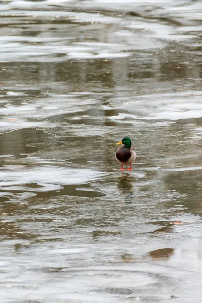 Wild Adult Male Mallard Ducks Anas Platyrhynchos Standing Frozen River — 스톡 사진