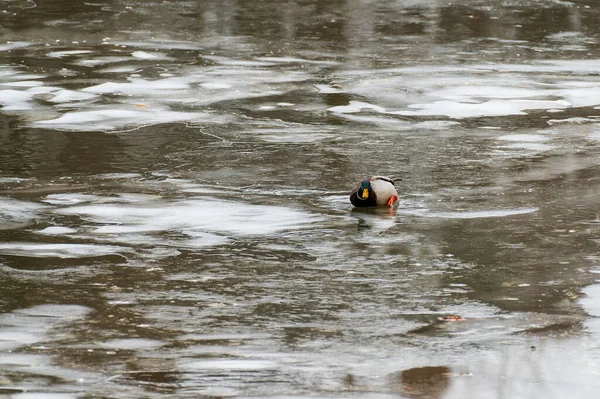 Wild Adult Male Mallard Ducks Anas Platyrhynchos Struggling Exit Water — 스톡 사진