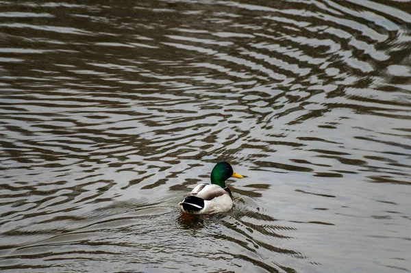 Wild Adult Male Mallard Ducks Anas Platyrhynchos Swimming Searching Food — 스톡 사진