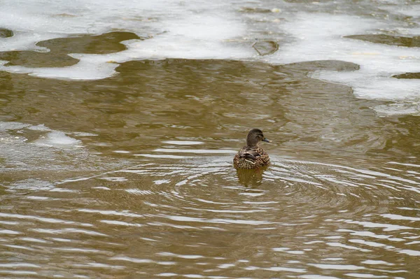 Wild Adult Female Mallard Ducks Anas Platyrhynchos Swimming Frozen River — 스톡 사진
