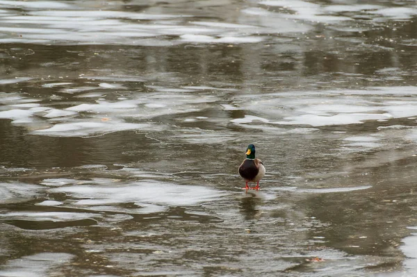 Wild Adult Male Mallard Ducks Anas Platyrhynchos Standing Frozen River — 스톡 사진