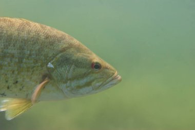 Largemouth bass mikropterus salmoides, Centrarchidae familyasından bir balık türü.