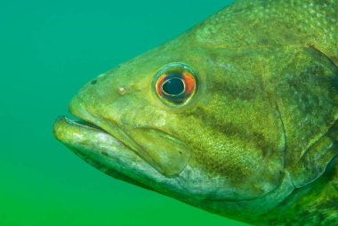 Largemouth bass mikropterus salmoides, Centrarchidae familyasından bir balık türü.