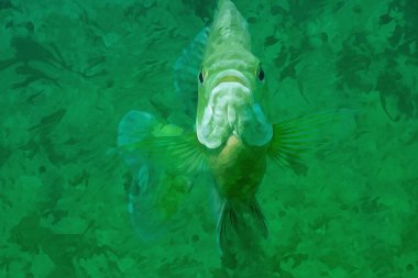 Digitally created watercolor painting of a hovering inquisitive bluegill with fins outward looking a the viewer. High quality illustration