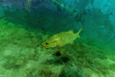 Digitally created watercolor painting of a large Mouth Bass micropterus salmoides swimming over the bottom in green freshwater. High quality illustration