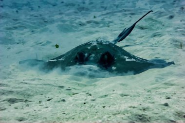 Digitally created watercolor painting of a common stingray swimming searching for food in the sand. High quality illustration