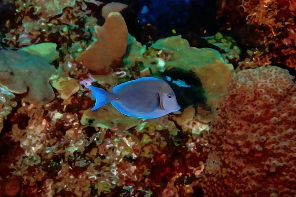 상에서는 산호초 헤엄치고 청둥어 그림을 만들어 질높은 — 스톡 사진