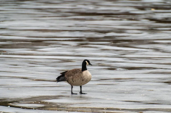 Canada Goose Branta Canadensis Standing Ice Freezing Temperatures Winter Weather — 스톡 사진