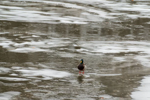 Wild Adult Male Mallard Ducks Anas Platyrhynchos Standing Frozen River — Zdjęcie stockowe
