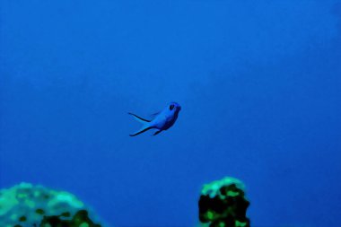Dijital olarak Blue Chromis damelfish Chromis siyanea 'nın mercan resifinde yüzerken suluboya resmini yarattı. Yüksek kaliteli illüstrasyon