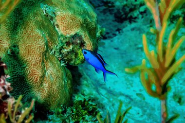 Dijital olarak Blue Chromis damelfish Chromis siyanea 'nın mercan resifinde yüzerken suluboya resmini yarattı. Yüksek kaliteli illüstrasyon