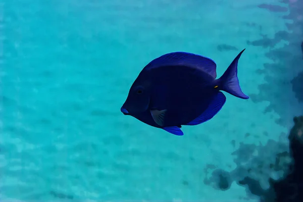 Digital Erstelltes Aquarell Des Blauen Tang Doktorfisches Acanthurus Coeruleus Der — Stockfoto