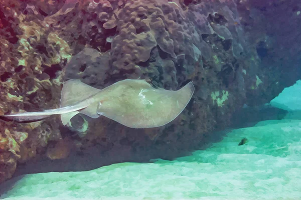 Cyfrowo Stworzony Akwarelowy Obraz Zwykłej Płaszczki Przelatującej Przez Rafę Koralową — Zdjęcie stockowe