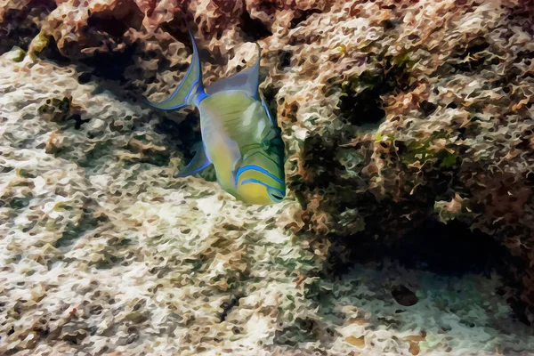 Pintura Aquarela Digitalmente Criada Balistes Vetula Rainha Triggerfish Esposa Velha — Fotografia de Stock
