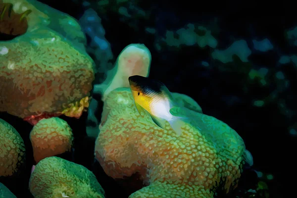 Цифровая Акварельная Живопись Двухцветной Молодой Рыбы Плавающей Над Коралловым Рифом — стоковое фото