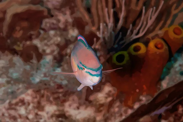 数码创作的水彩画公主鹦鹉在珊瑚礁上游动 高质量的例证 — 图库照片