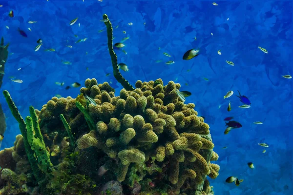 海の広大な生態系を示す自然の水中の風景のデジタル水彩画を作成しました 高品質のイラスト — ストック写真