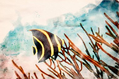 Dijital olarak Fransız Melek balığı Pomacanthus paru 'nun suluboya resmini mercan resifinde yüzerken yarattı. Yüksek kaliteli illüstrasyon