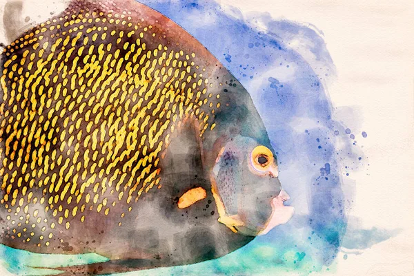 Digitalmente Criado Aquarela Pintura Adulto Francês Angelfish Pomacanthus Paru Oceano — Fotografia de Stock