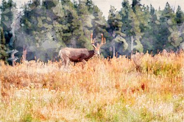 Dijital olarak bir katır geyiği olan Odocoileus Hemionus 'un sonbaharda bir tepenin üzerinden geçişini resmetti. Yüksek kaliteli illüstrasyon