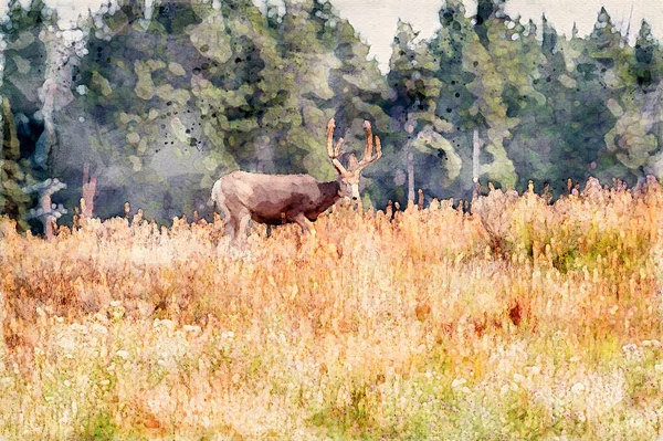秋天的时候 一只骡鹿的水彩画在山上走着 这是由数字创作的 高质量的例证 — 图库照片