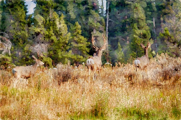 数字创作的多头骡鹿的水彩画在秋天凝视着一座小山 高质量的例证 — 图库照片