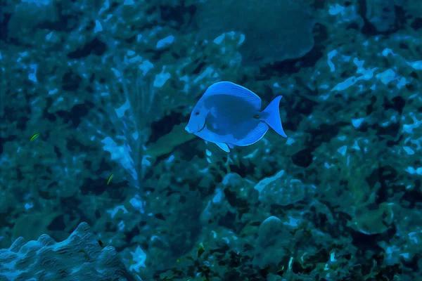 Ψηφιακά Δημιουργήθηκε Ακουαρέλα Ζωγραφική Του Blue Tang Surgeonfish Acanthurus Coeruleus — Φωτογραφία Αρχείου