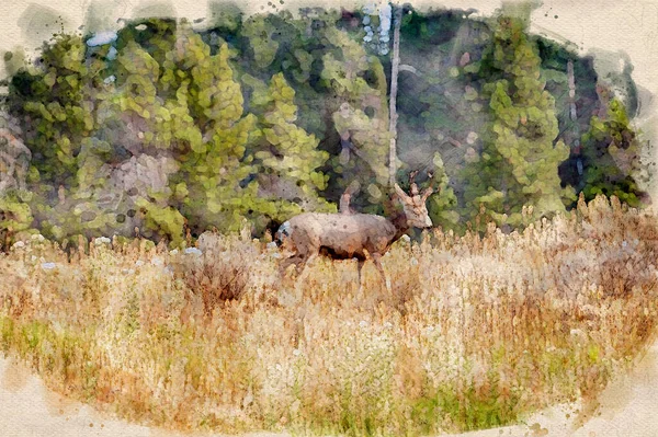 Digitally Created Watercolor Painting Mule Deer Odocoileus Hemionus Walking Hill — Stock Photo, Image