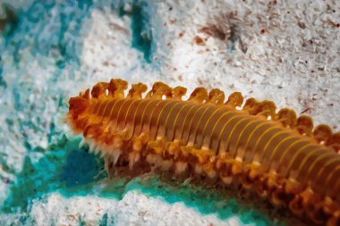 Digitally created watercolor painting of a Bearded fireworm Hermodice carunculata moving across sandy bottom. High quality illustration clipart