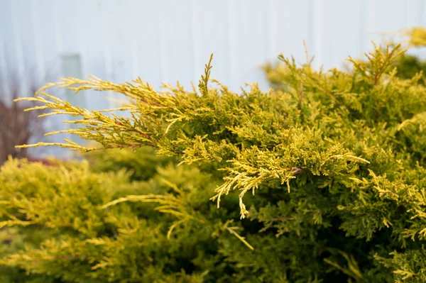Juniperus Springtime New Growth Selective Focues High Quality Photo — Stock Photo, Image