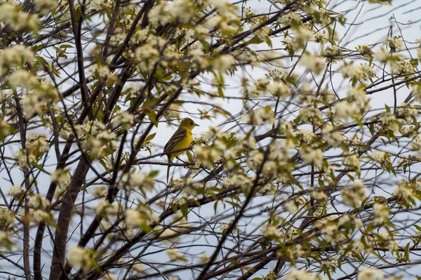 Female Orchard Oriole Perched Flowering Crabapple Tree High Quality Photo — Stock Photo, Image